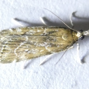 Eudonia cleodoralis at Emu Creek Belconnen (ECB) - 14 Mar 2024 07:29 PM