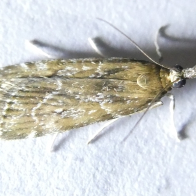 Eudonia cleodoralis (A Crambid moth) at Emu Creek - 14 Mar 2024 by JohnGiacon
