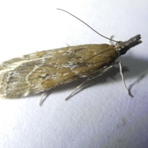 Eudonia cleodoralis at Emu Creek Belconnen (ECB) - 14 Mar 2024 07:29 PM