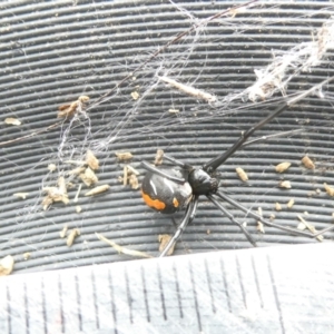 Latrodectus hasselti at Emu Creek Belconnen (ECB) - 13 Mar 2024 03:37 PM