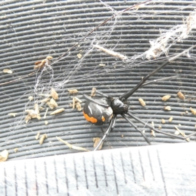 Latrodectus hasselti (Redback Spider) at Emu Creek - 13 Mar 2024 by JohnGiacon