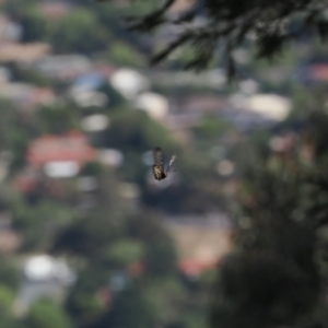 Acraea andromacha at Tuggeranong Hill - 5 Mar 2024