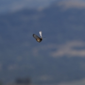 Acraea andromacha at Tuggeranong Hill - 5 Mar 2024