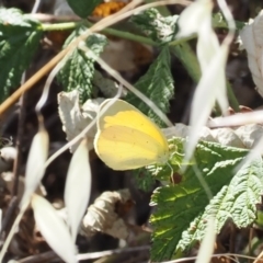 Eurema smilax (Small Grass-yellow) at Tuggeranong Hill - 5 Mar 2024 by RAllen