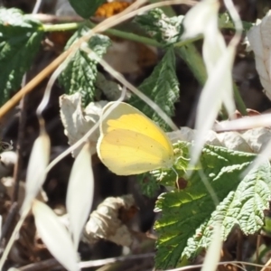 Eurema smilax at Tuggeranong Hill - 5 Mar 2024