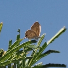 Theclinesthes miskini (Wattle Blue) at Tuggeranong Hill - 5 Mar 2024 by RAllen