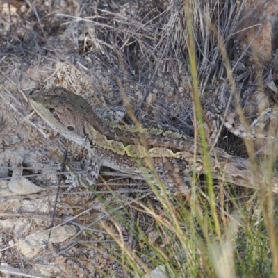 Amphibolurus muricatus (Jacky Lizard) at Tuggeranong Hill - 5 Mar 2024 by RAllen