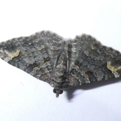 Epyaxa sodaliata (Sodaliata Moth, Clover Moth) at Emu Creek Belconnen (ECB) - 14 Mar 2024 by JohnGiacon