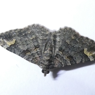 Epyaxa sodaliata (Sodaliata Moth, Clover Moth) at Emu Creek Belconnen (ECB) - 14 Mar 2024 by JohnGiacon