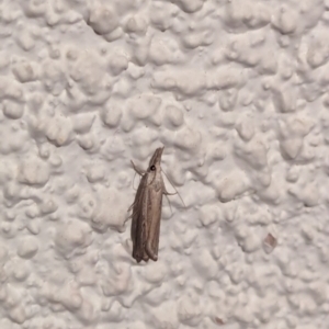 Culladia cuneiferellus at Watson, ACT - 13 Mar 2024