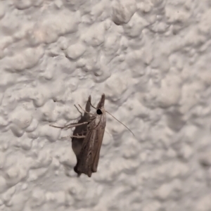 Culladia cuneiferellus at Watson, ACT - 13 Mar 2024