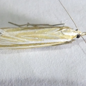 Hednota species near grammellus at Emu Creek Belconnen (ECB) - 14 Mar 2024 07:11 PM