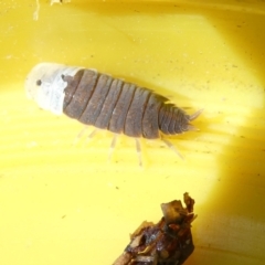 Porcellio scaber (Common slater) at Belconnen, ACT - 13 Mar 2024 by JohnGiacon