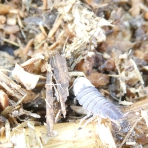 Porcellio scaber at Undefined Area - 14 Mar 2024 10:12 AM