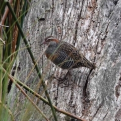 Gallirallus philippensis (Buff-banded Rail) at Watson Green Space - 14 Mar 2024 by AniseStar