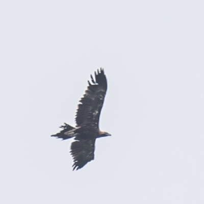 Aquila audax (Wedge-tailed Eagle) at Drouin South, VIC - 17 Feb 2024 by Petesteamer