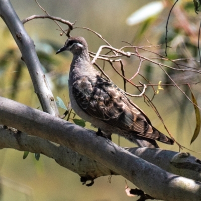 Phaps chalcoptera (Common Bronzewing) at Templestowe, VIC - 10 Feb 2024 by Petesteamer