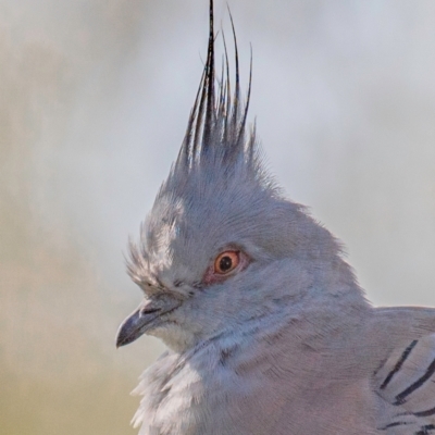 Ocyphaps lophotes (Crested Pigeon) at Templestowe, VIC - 10 Feb 2024 by Petesteamer