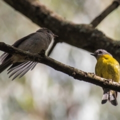 Eopsaltria australis (Eastern Yellow Robin) at Neerim Junction, VIC - 5 Feb 2024 by Petesteamer