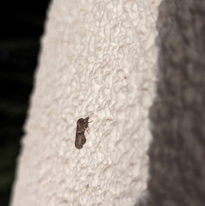 Lepidoscia (genus) ADULT (A Case moth) at Watson, ACT - 14 Mar 2024 by AniseStar