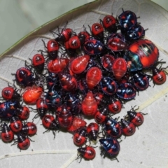 Scutiphora pedicellata at Cleveland, QLD - 14 Mar 2024 by TimL