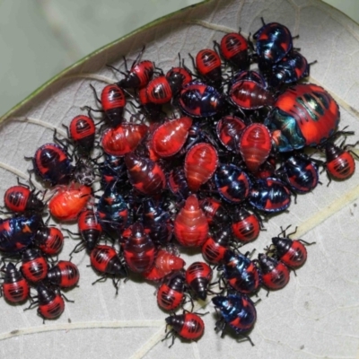 Unidentified Shield, Stink or Jewel Bug (Pentatomoidea) at Cleveland, QLD - 14 Mar 2024 by TimL