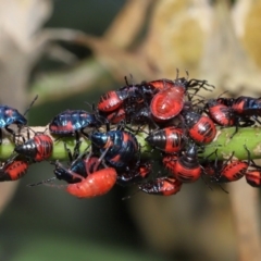 Scutiphora pedicellata at Cleveland, QLD - 14 Mar 2024 by TimL