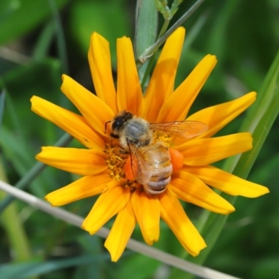 Apis mellifera (European honey bee) at Cleveland, QLD - 14 Mar 2024 by TimL