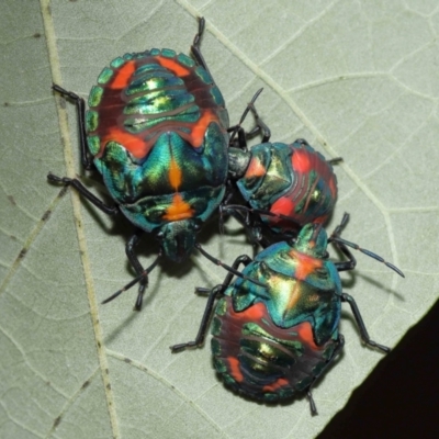 Unidentified Shield, Stink or Jewel Bug (Pentatomoidea) at Cleveland, QLD - 14 Mar 2024 by TimL