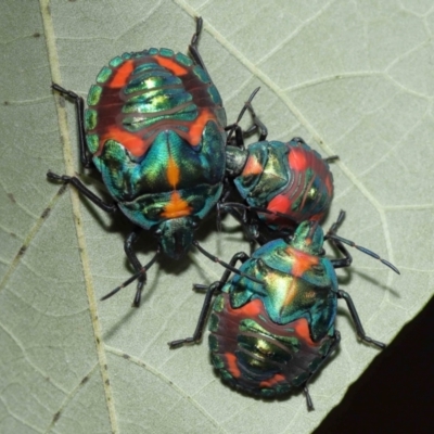 Scutiphora pedicellata at Cleveland, QLD - 14 Mar 2024 by TimL