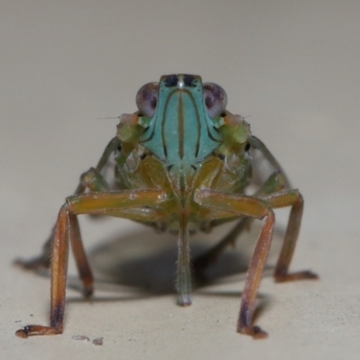 Unidentified Leafhopper or planthopper (Hemiptera, several families) by TimL