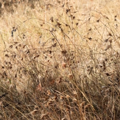 Themeda triandra (Kangaroo Grass) at Wodonga - 12 Mar 2024 by KylieWaldon