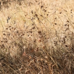Themeda triandra (Kangaroo Grass) at Wodonga - 11 Mar 2024 by KylieWaldon