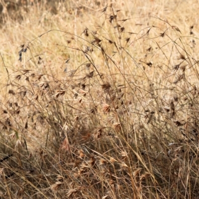 Themeda triandra (Kangaroo Grass) at Wodonga - 11 Mar 2024 by KylieWaldon