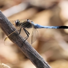 Orthetrum caledonicum (Blue Skimmer) at Wodonga - 11 Mar 2024 by KylieWaldon