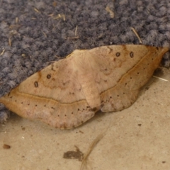 Anthela acuta (Common Anthelid) at Wingecarribee Local Government Area - 8 Mar 2024 by Curiosity