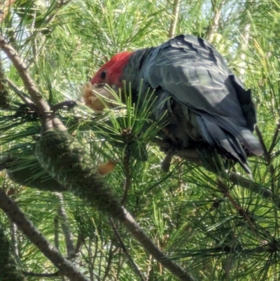 Callocephalon fimbriatum (Gang-gang Cockatoo) at Mawson, ACT - 15 Mar 2024 by stofbrew