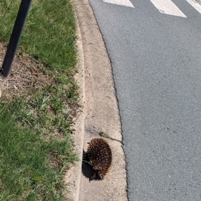 Tachyglossus aculeatus (Short-beaked Echidna) at Phillip, ACT - 4 Dec 2023 by stofbrew