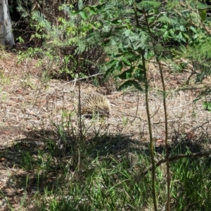 Tachyglossus aculeatus at Phillip, ACT - 4 Dec 2023