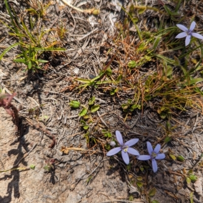 Isotoma fluviatilis subsp. australis (Swamp Isotome) at Wanniassa Hill - 22 Nov 2023 by stofbrew