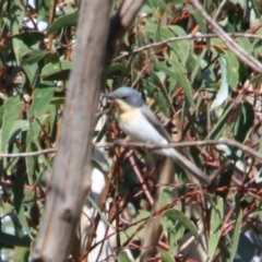 Myiagra rubecula (Leaden Flycatcher) at Wingecarribee Local Government Area - 18 Jan 2024 by JanHartog