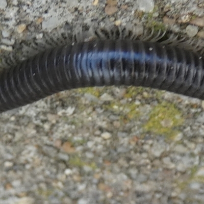 Ommatoiulus moreleti (Portuguese Millipede) at Bicentennial Park - 15 Mar 2024 by Paul4K