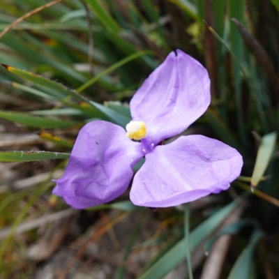 Patersonia sericea var. sericea (Silky Purple-flag) at Kindervale, NSW - 13 Mar 2024 by RobG1