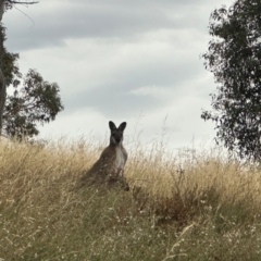 Notamacropus rufogriseus (Red-necked Wallaby) at Bonner, ACT - 14 Mar 2024 by yomama