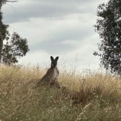 Notamacropus rufogriseus (Red-necked Wallaby) at Bonner, ACT - 14 Mar 2024 by MegFluke