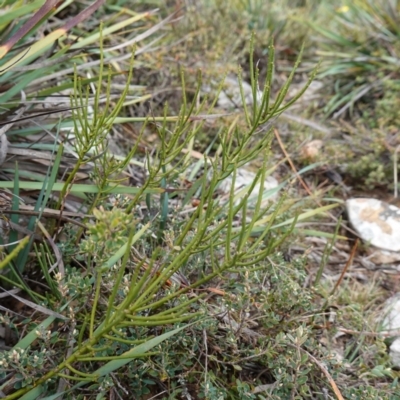 Choretrum pauciflorum (Dwarf Sour Bush) at Kindervale, NSW - 13 Mar 2024 by RobG1