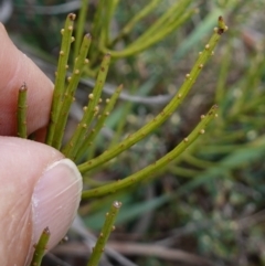 Choretrum pauciflorum at Tallaganda State Forest - 13 Mar 2024