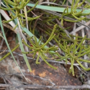 Choretrum pauciflorum at Tallaganda State Forest - 13 Mar 2024