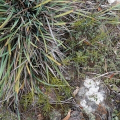 Choretrum pauciflorum at Tallaganda State Forest - 13 Mar 2024