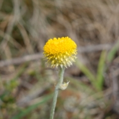 Chrysocephalum apiculatum (Common Everlasting) at Kindervale, NSW - 13 Mar 2024 by RobG1